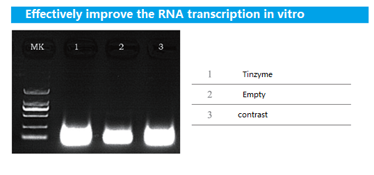 Pyrophosphatase Inorganic Yeast Ppase Yeast Tinzyme Ltd